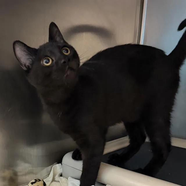 A baby small-sized female Domestic Short Hair cat named Sabrina for adoption in Las Vegas, NV