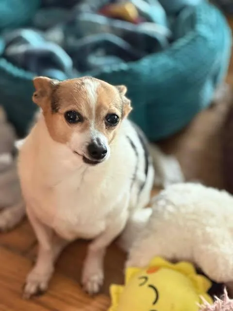 Sampson Fta thumbnail 2