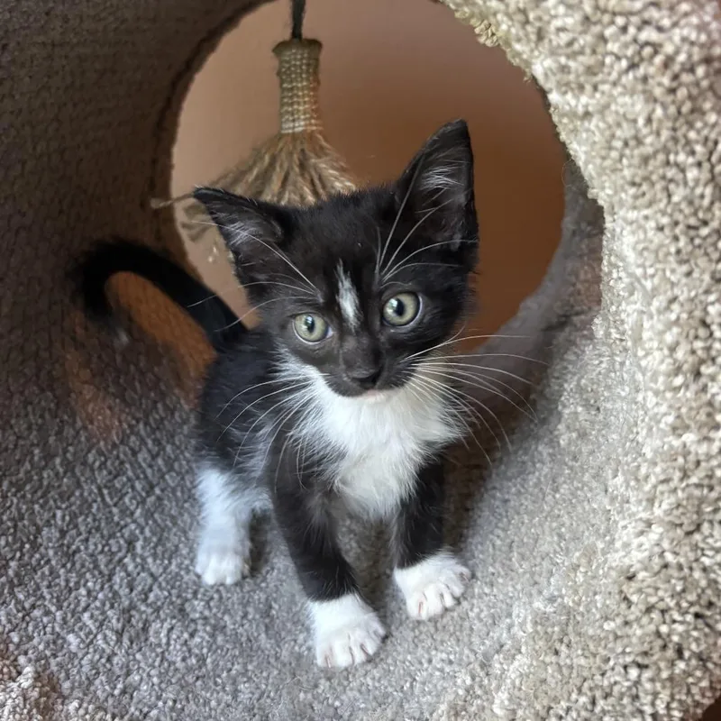A baby small-sized male Black Domestic Short Hair cat named Blueberry for adoption in New Port Richey, FL