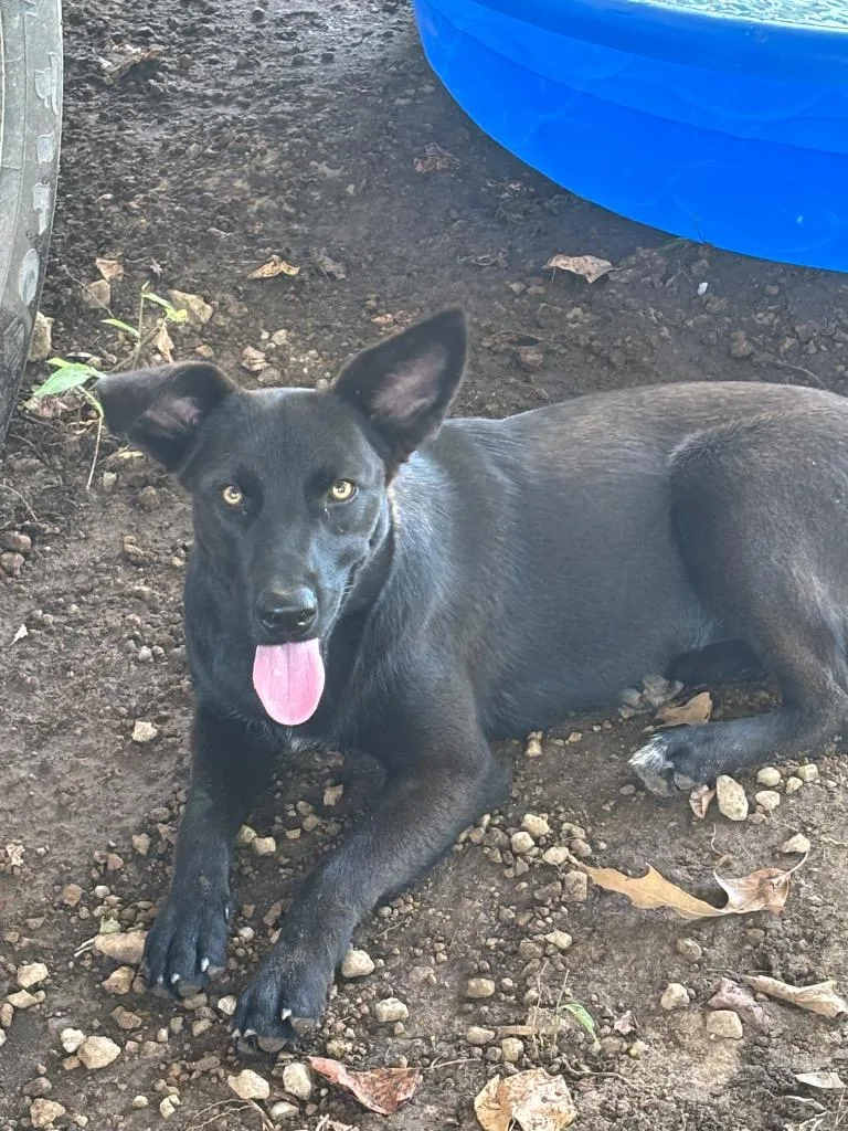 Stella