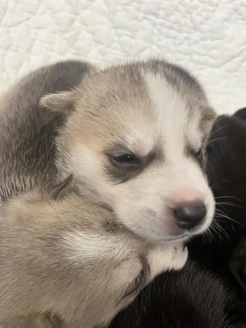 A baby large-sized female Mixed Breed dog named Devi for adoption in Dallas, TX