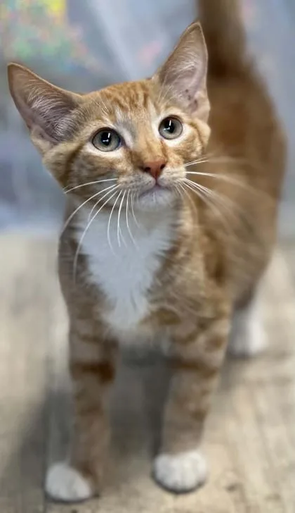 An adult small-sized male Domestic Short Hair cat named Macaroni for adoption in Shreveport, LA
