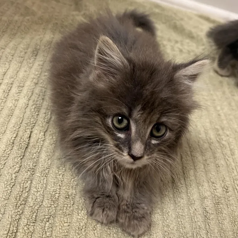 A baby small-sized female Gray / Blue / Silver Domestic Long Hair cat named Salty for adoption in Mocksville, NC