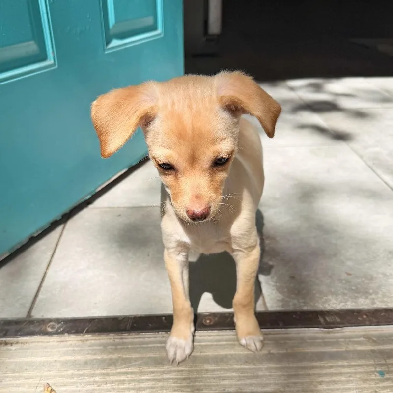 A baby small-sized male White / Cream Chihuahua dog named Poboy for adoption in Flower Mound, TX