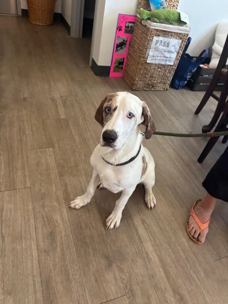 A baby large-sized male Catahoula Leopard Dog dog named Otis for adoption in Metter, GA