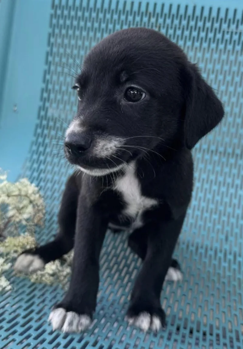 A young medium-sized female Black Labrador Retriever dog named Storm for adoption in Vicksburg, MS