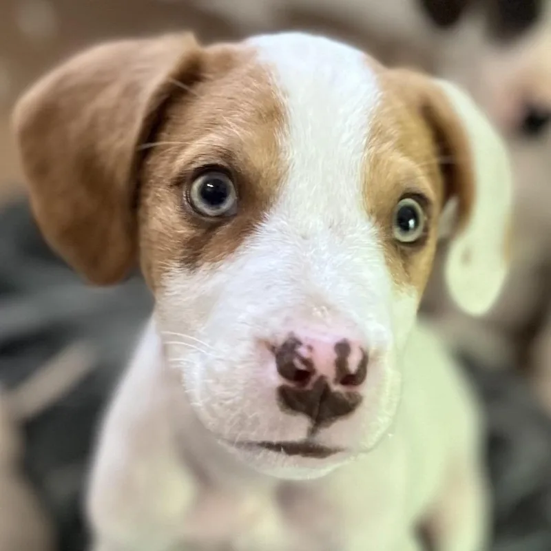 A baby small-sized male White / Cream Mountain Cur dog named Floyd for adoption in Caryville, TN