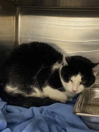 An adult large-sized male Domestic Short Hair cat named Chocolate Milk for adoption in Cincinnati, OH