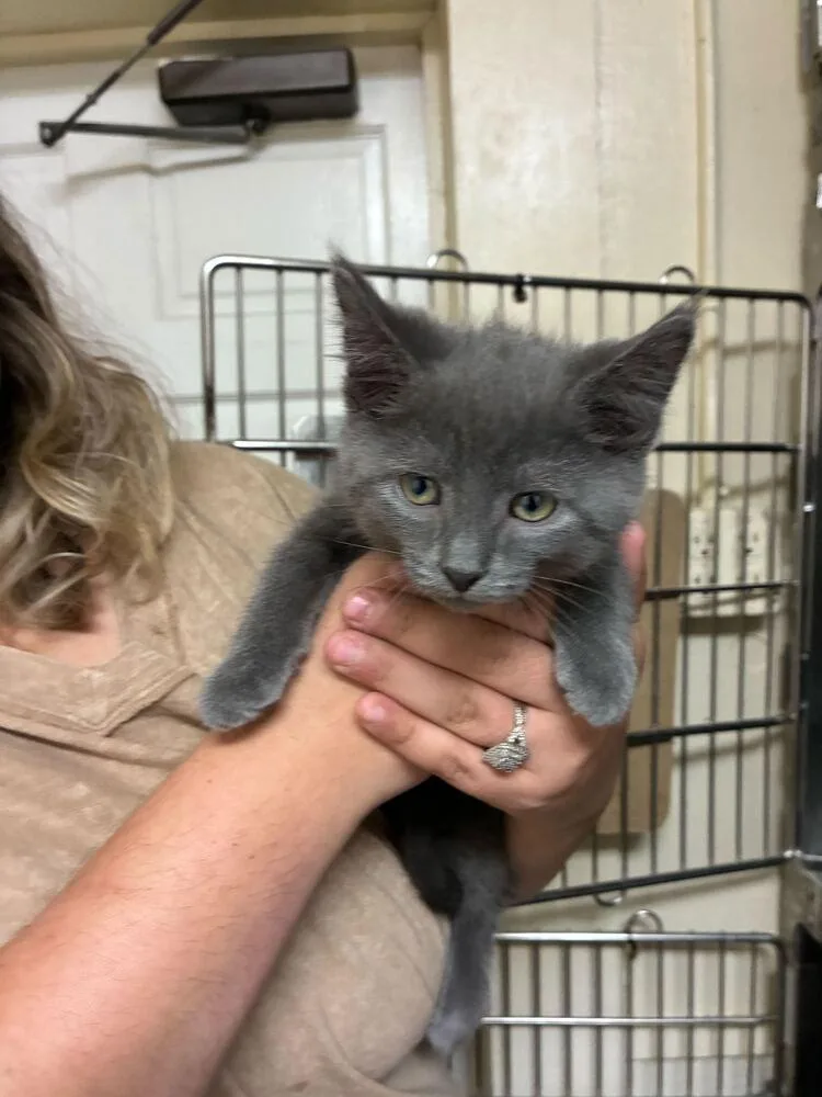 Lady Grey thumbnail 2