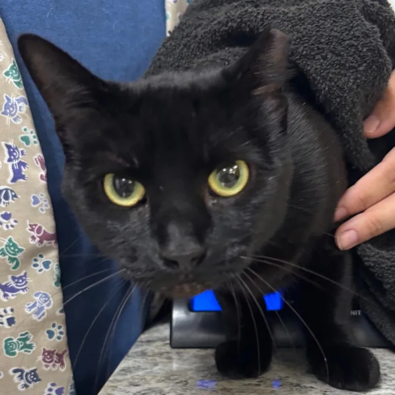 An adult medium-sized female Black Domestic Short Hair cat named Tia for adoption in Spokane, WA