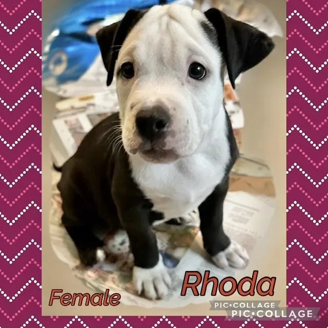A baby medium-sized female Boxer dog named Rhoda for adoption in Manchester, CT