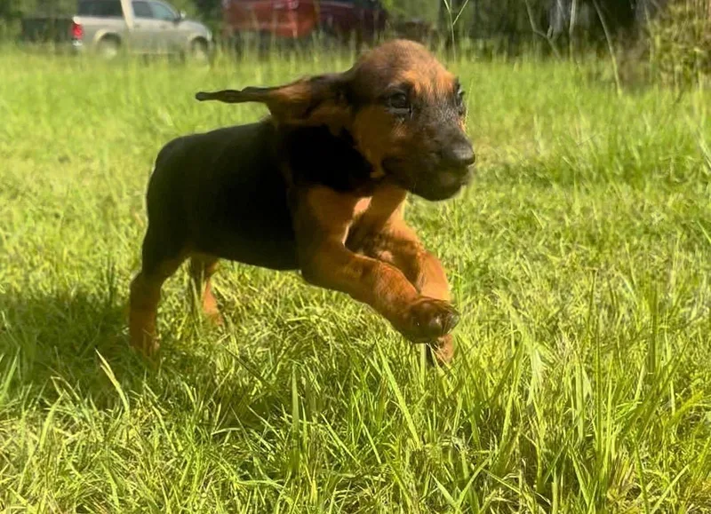 A baby large-sized male Bloodhound dog named Atlas Orion for adoption in Leawood, KS