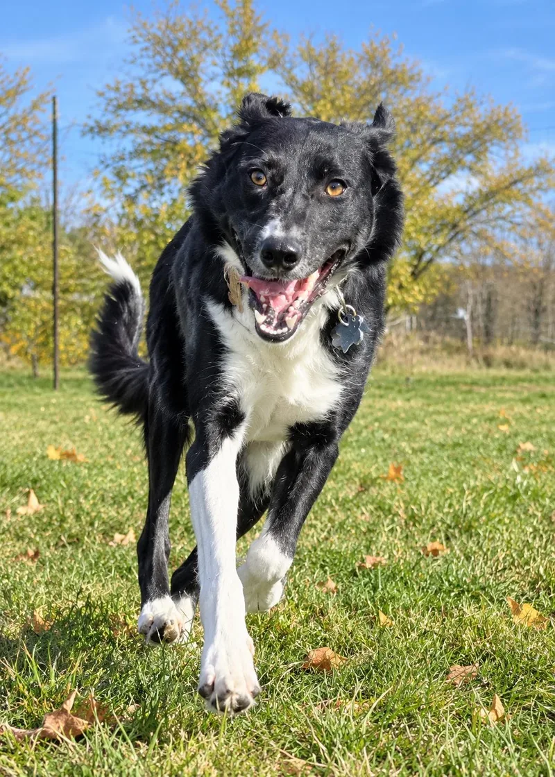 A young medium-sized female Black Border Collie dog named Mint for adoption in Minnetrista, MN