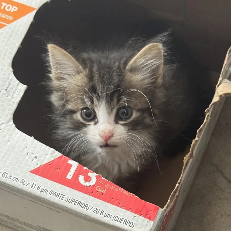 A baby small-sized male Brown / Chocolate Domestic Medium Hair cat named Drew for adoption in Birmingham, AL