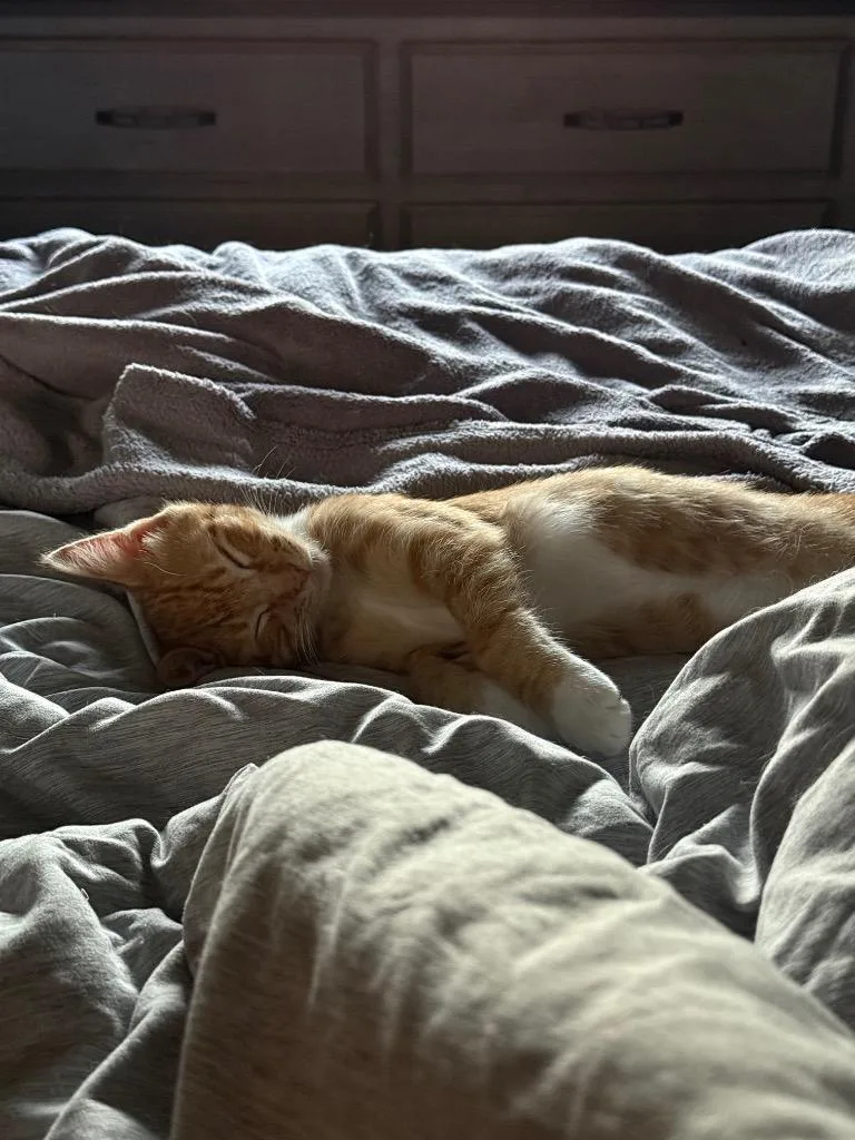Apricot