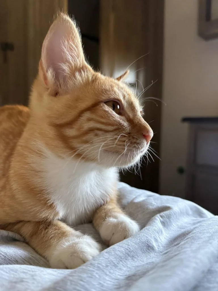 Apricot thumbnail 2