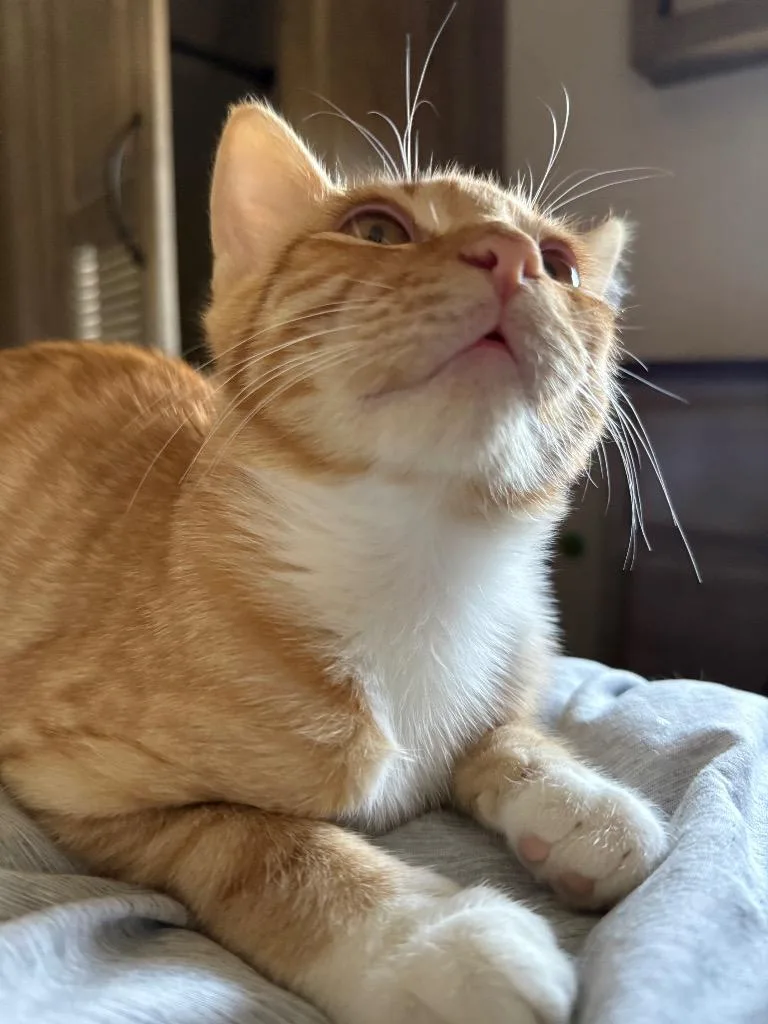 Apricot thumbnail 4
