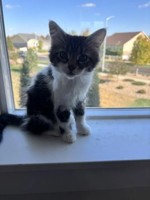A baby small-sized female Domestic Long Hair cat named Twinkle for adoption in Thornton, CO