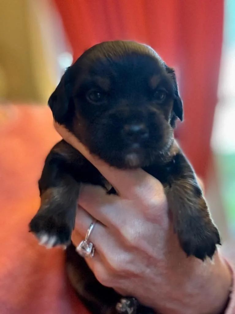 A young medium-sized male Mixed Breed dog named Neagan Rowe for adoption in Batesville, AR