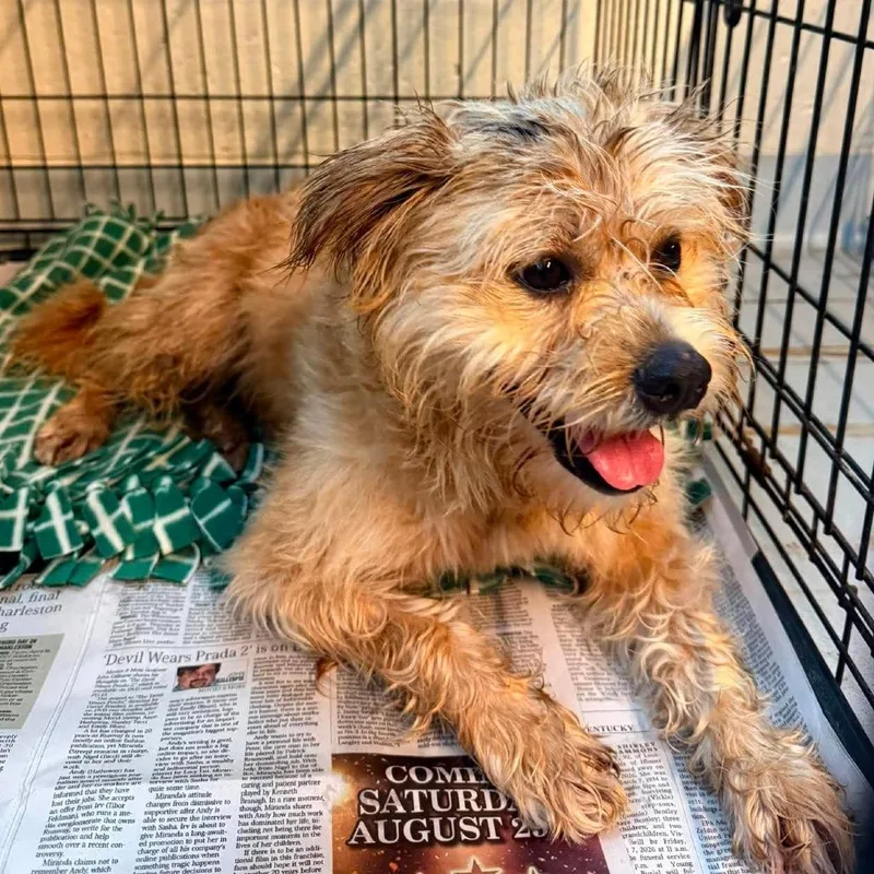 Fritz Stray Hold