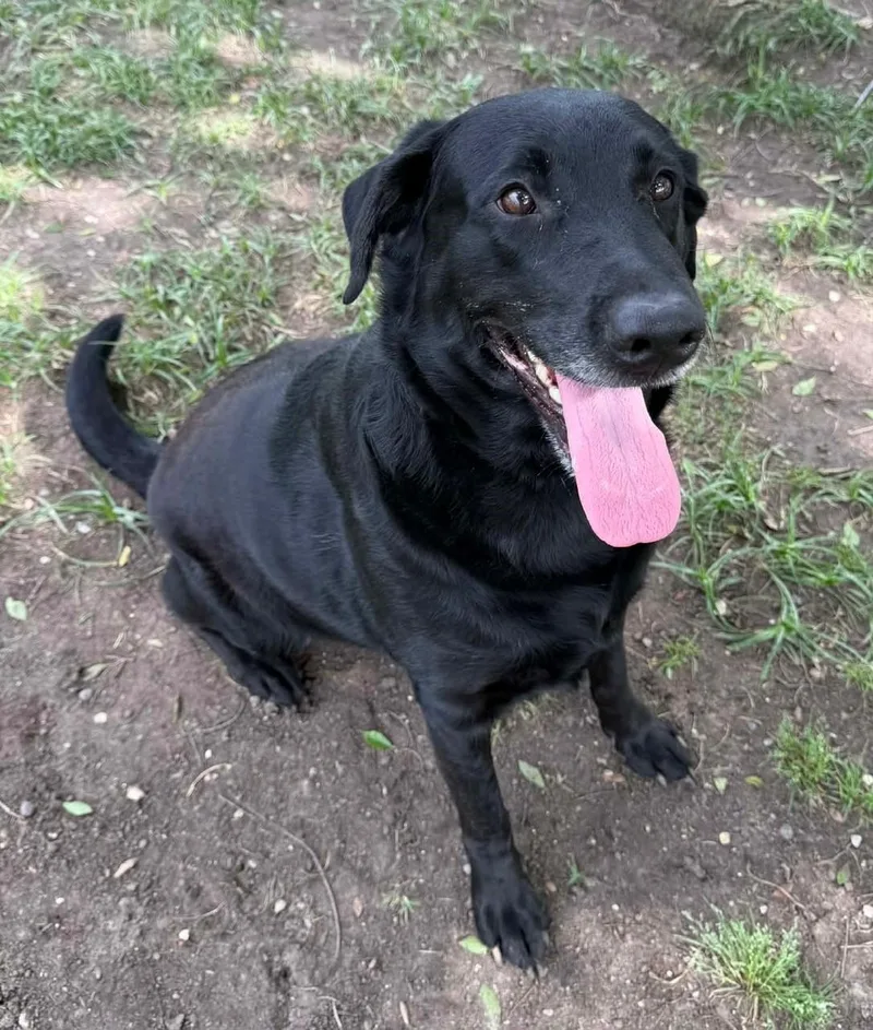An adult large-sized female Labrador Retriever dog named Maxine for adoption in Conroe, TX