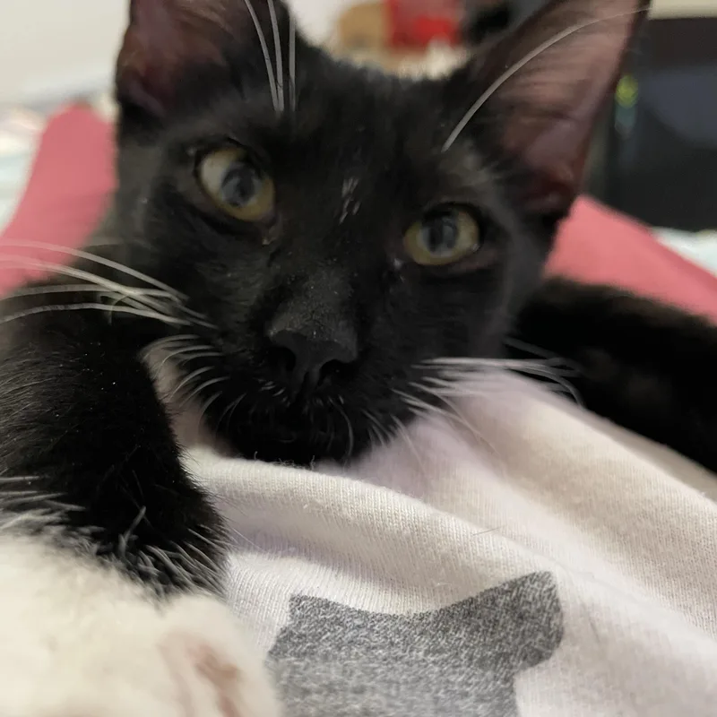 A baby medium-sized male Black & White / Tuxedo Domestic Short Hair cat named Bam Margera for adoption in Houston, TX