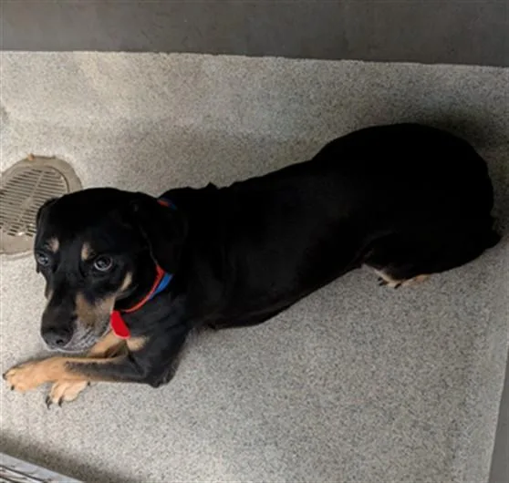 A young medium-sized male Black and Tan Coonhound dog named Kenney for adoption in Tallahassee, FL