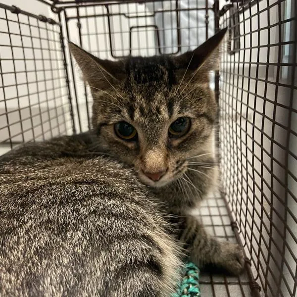 A young small-sized female Domestic Short Hair cat named Meg  Bonded W for adoption in Des Moines, IA