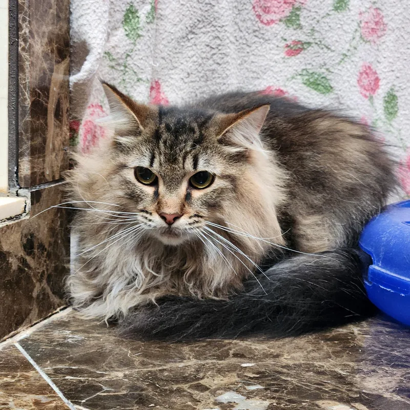 A young medium-sized male Tabby (Brown / Chocolate) Siberian cat named PeeWee for adoption in Oklahoma City, OK