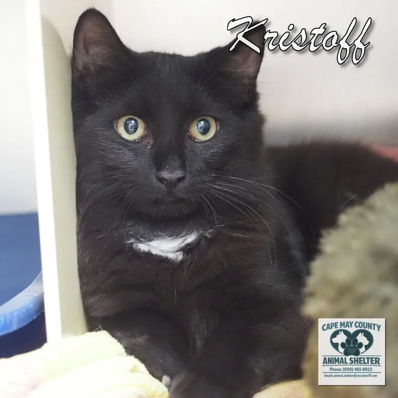 A young medium-sized male Domestic Short Hair cat named Kristoff for adoption in Cape May Court House, NJ
