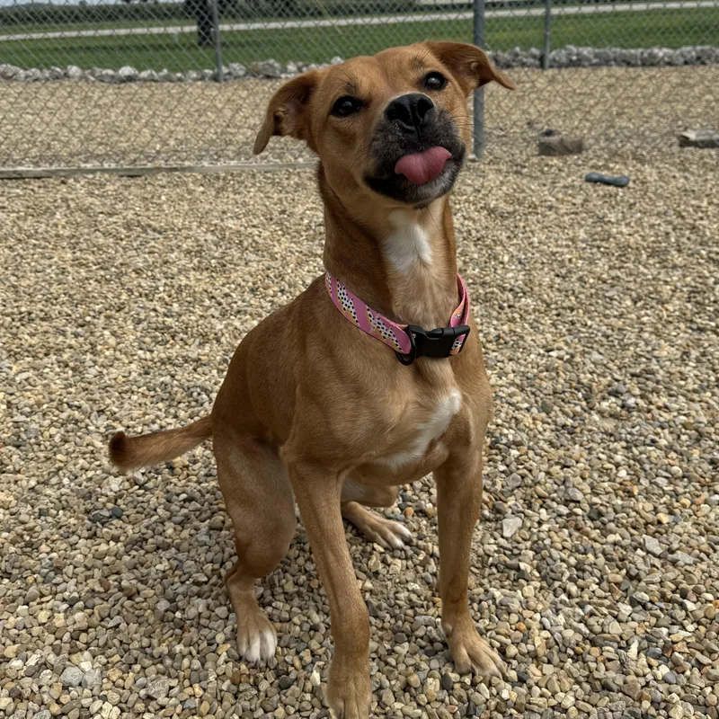 A young medium-sized female Red / Chestnut / Orange Black Mouth Cur dog named Bonnie for adoption in Lincoln, IL