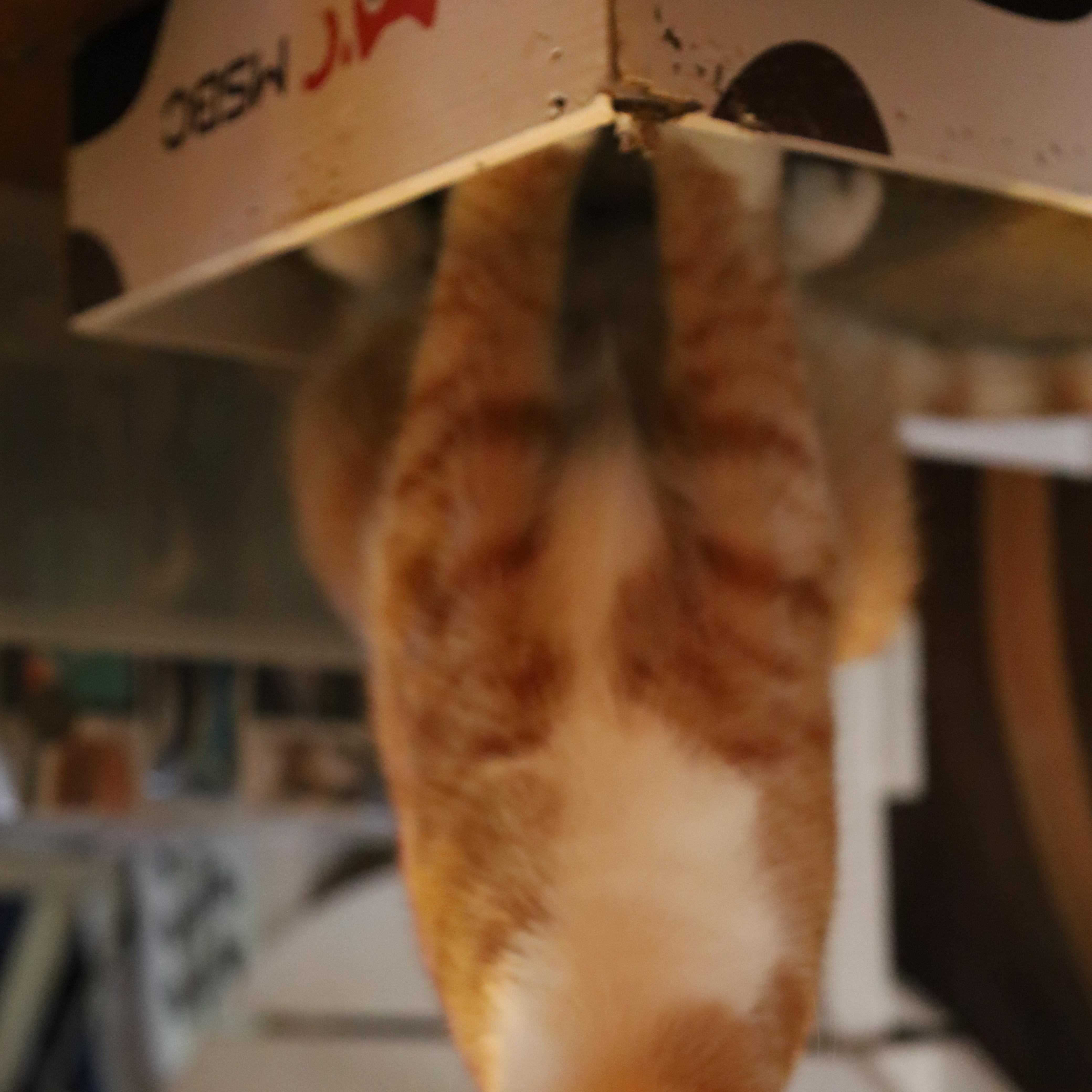 A baby medium-sized male Tabby (Orange / Red) Domestic Short Hair cat named Taffy and Toby for adoption in Chicago, IL