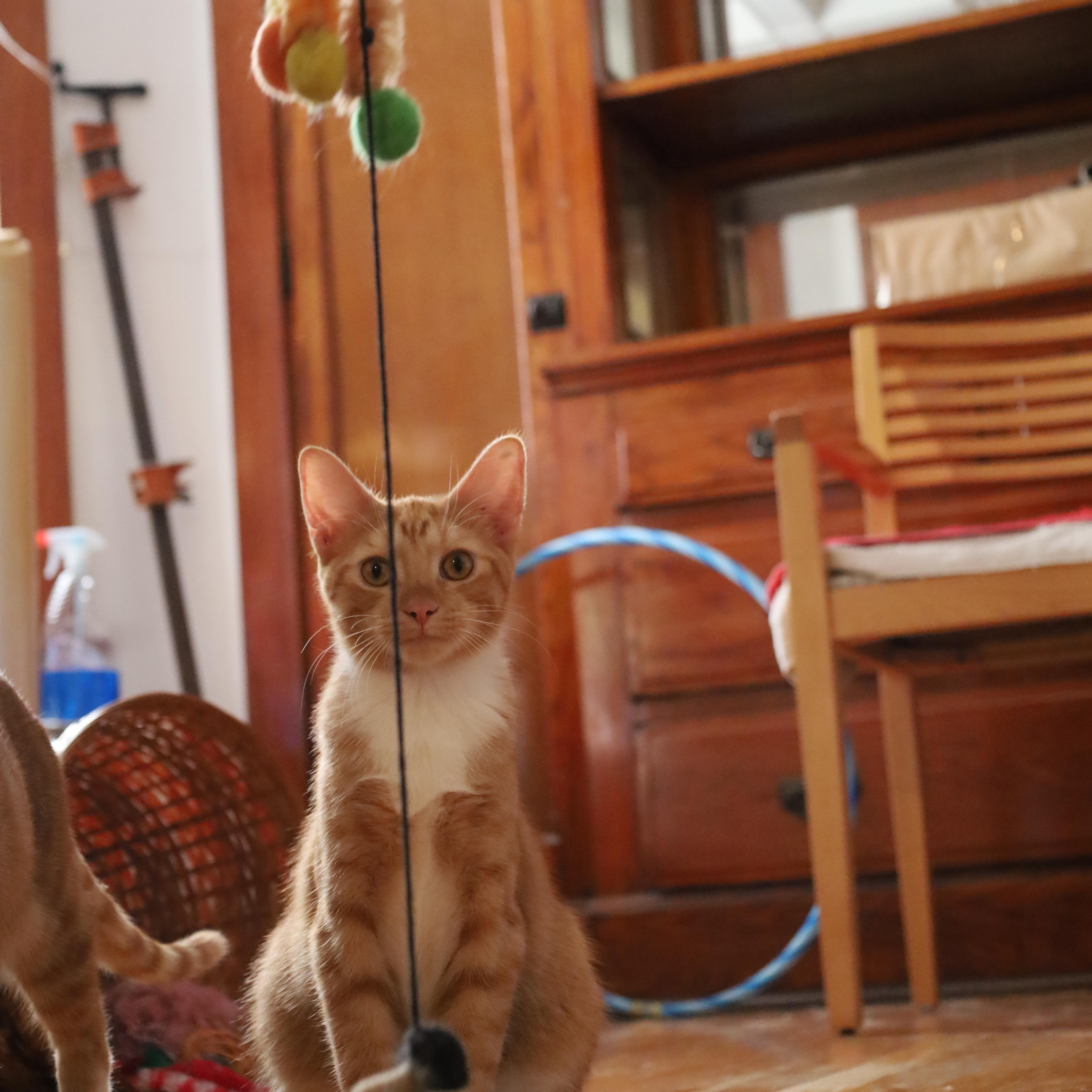 Taffy and Toby thumbnail 2