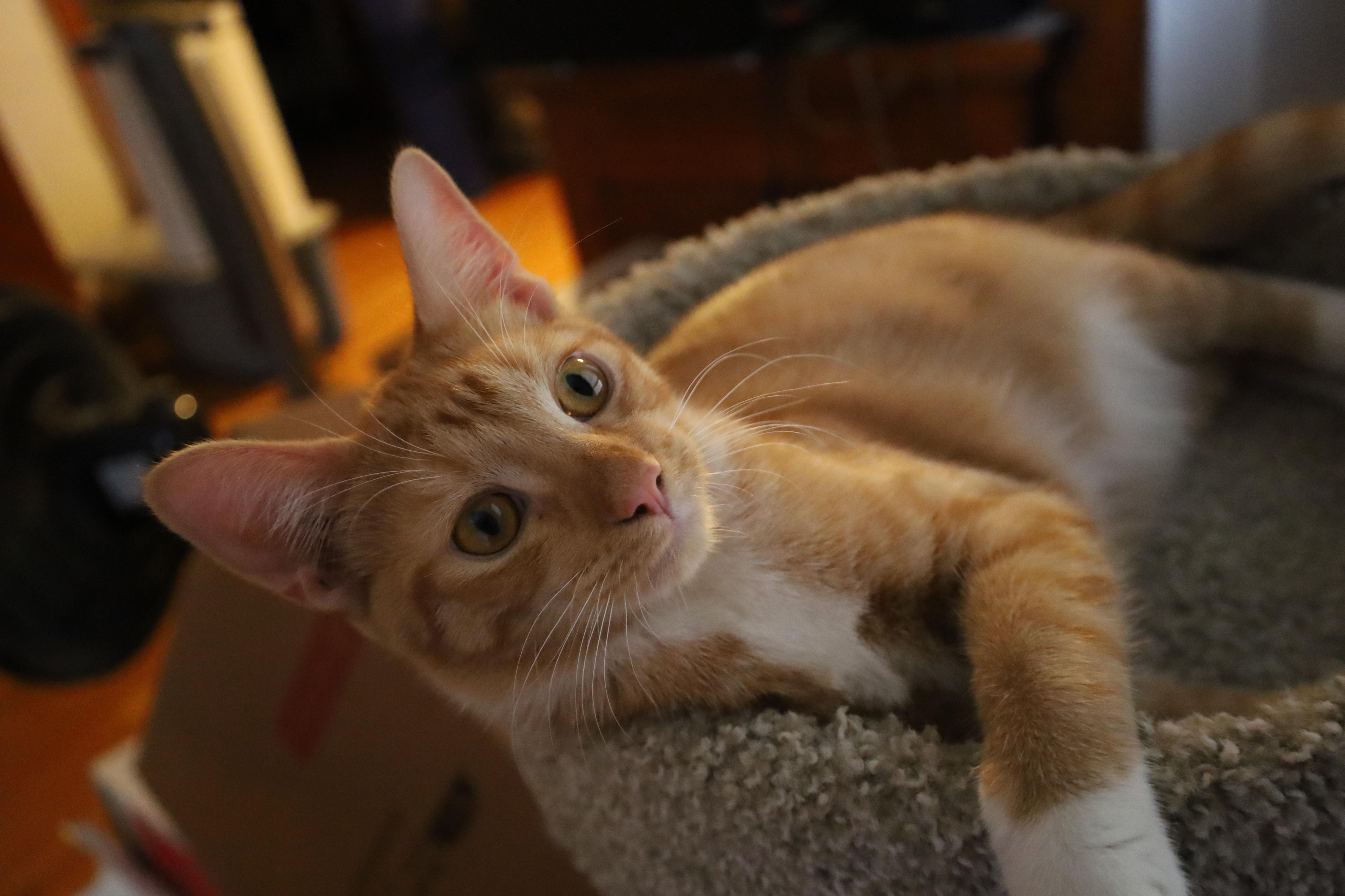 Taffy and Toby thumbnail 4