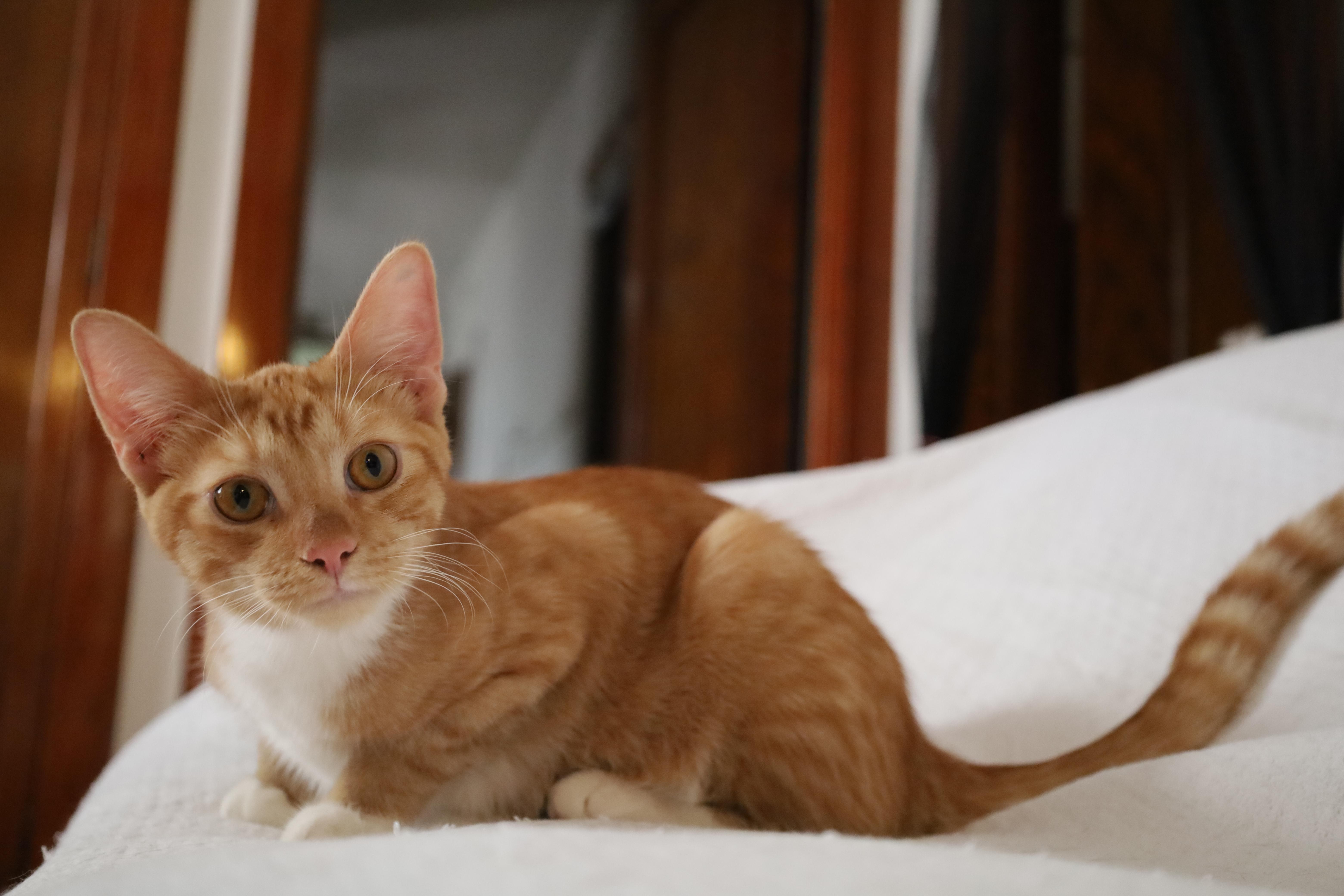 Taffy and Toby thumbnail 5