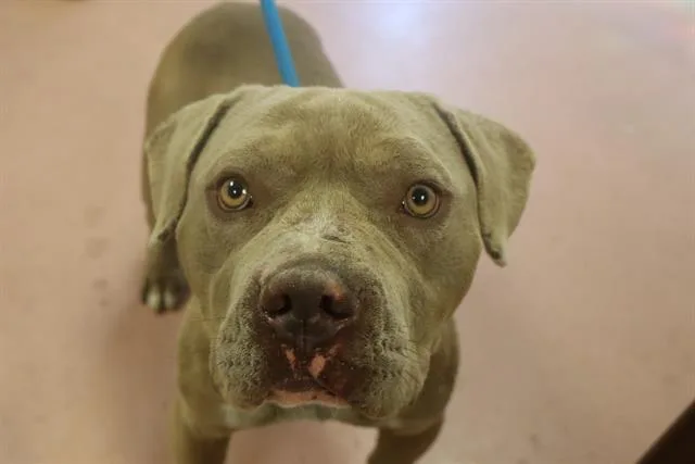 An adult medium-sized male Mixed Breed dog named Vex for adoption in Columbia, SC