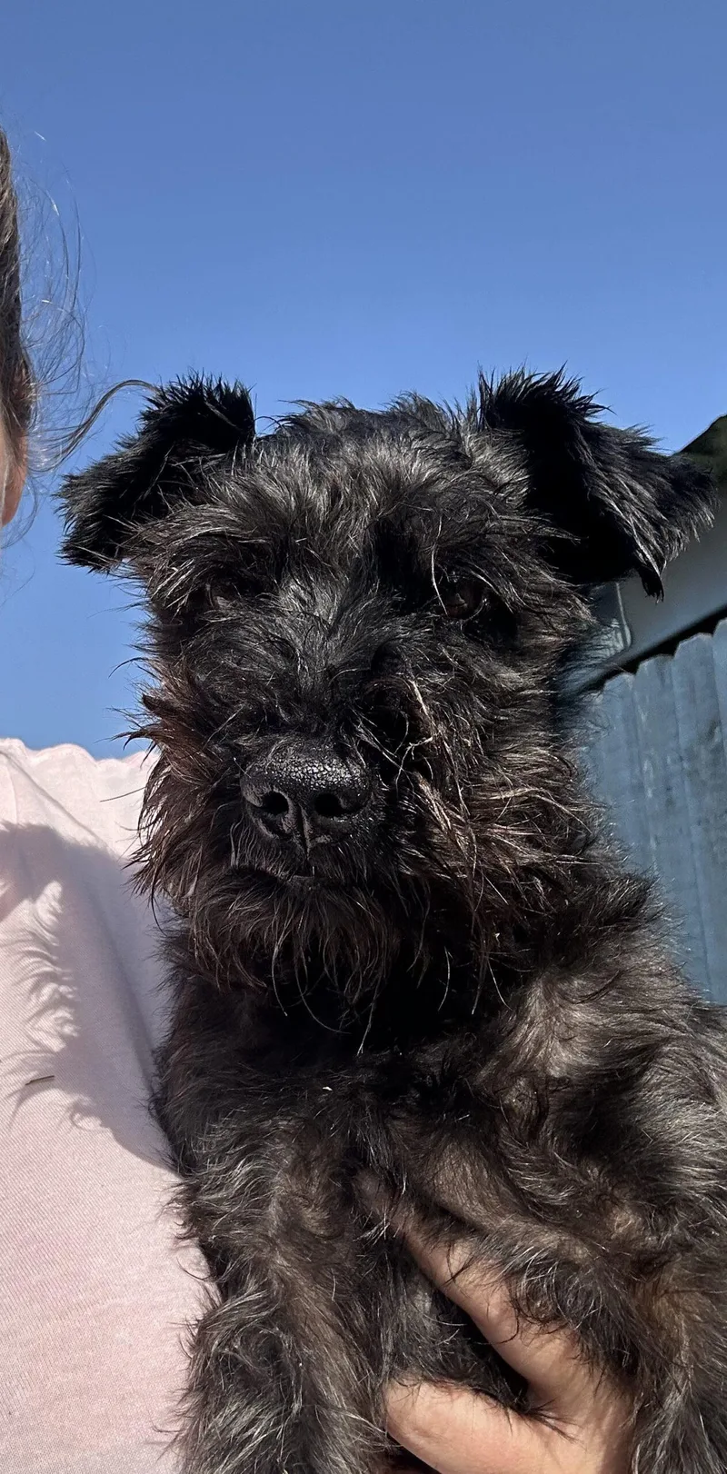 A young small-sized male Black Miniature Schnauzer dog named Uncle Sam for adoption in Broken Arrow, OK