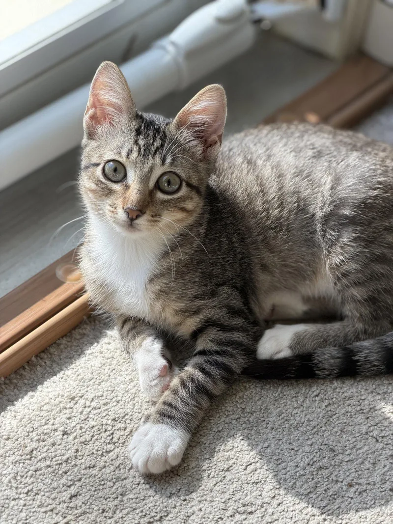 A young medium-sized female Domestic Short Hair cat named Spritz for adoption in Springville, NY