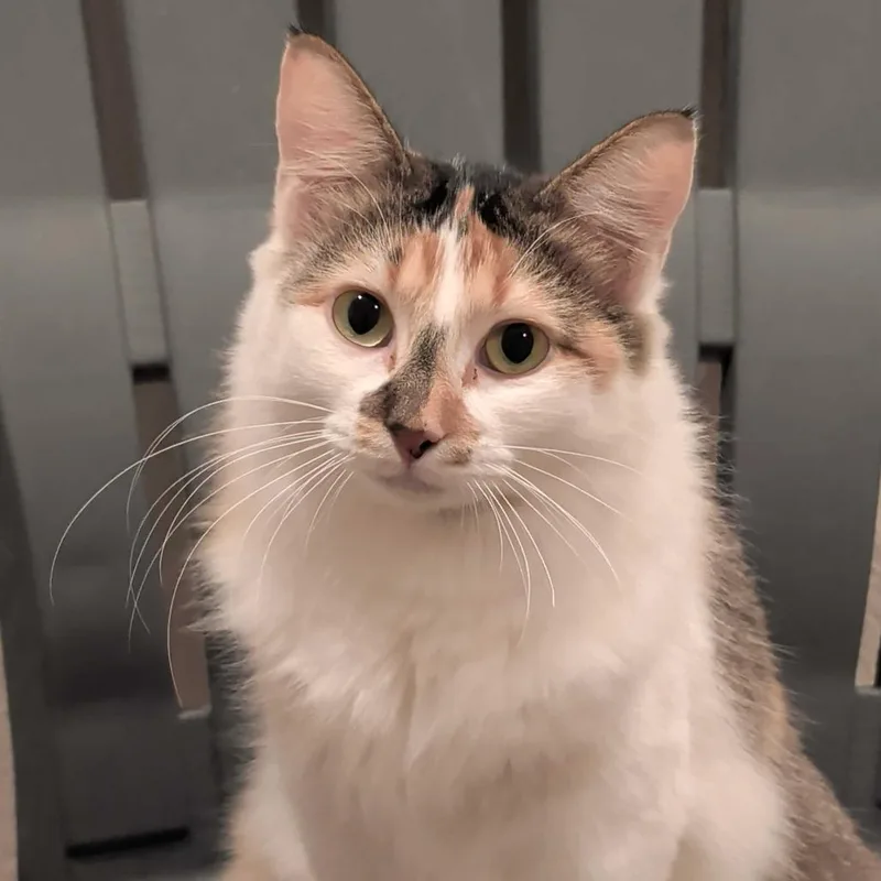 Lady Mary Crawley thumbnail 3