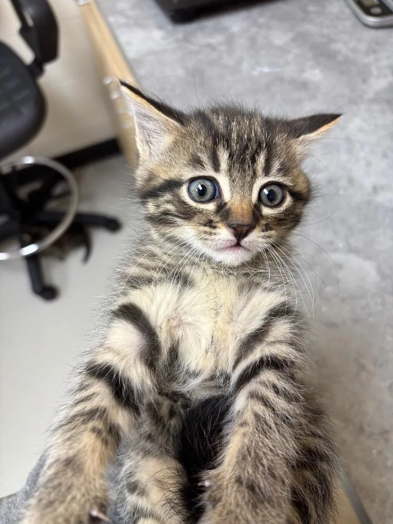 A baby medium-sized male Domestic Short Hair cat named Dance  Limbo for adoption in Greeneville, TN