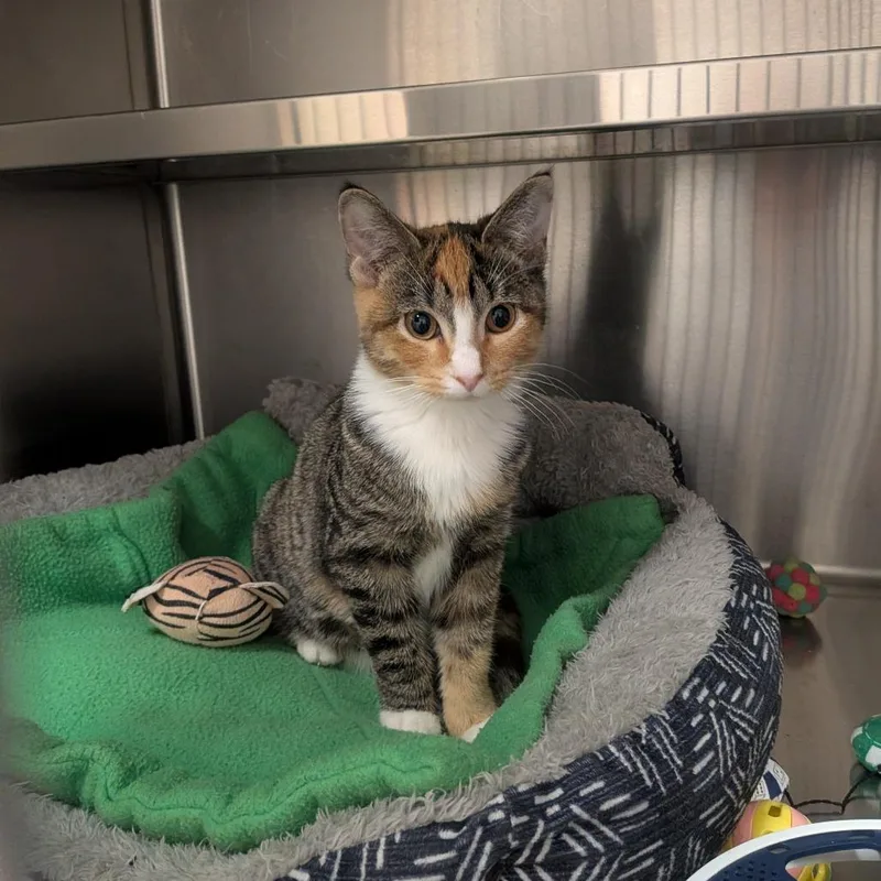 A young small-sized female Brown / Chocolate Domestic Short Hair cat named Velma for adoption in Prairie du Chien, WI