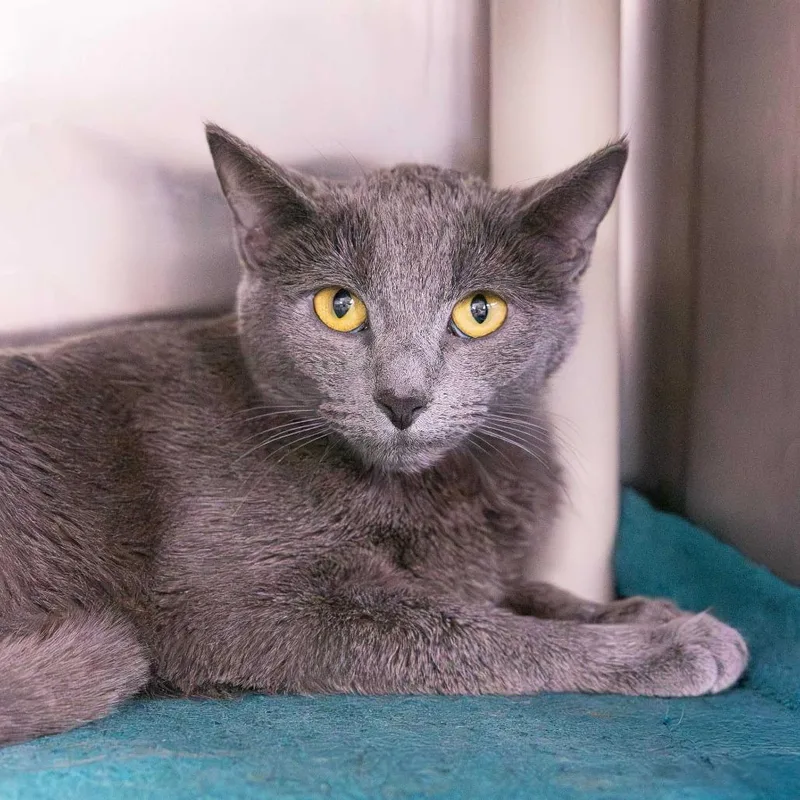 A young medium-sized female Gray / Blue / Silver Domestic Short Hair cat named Beesley for adoption in Mentor, OH