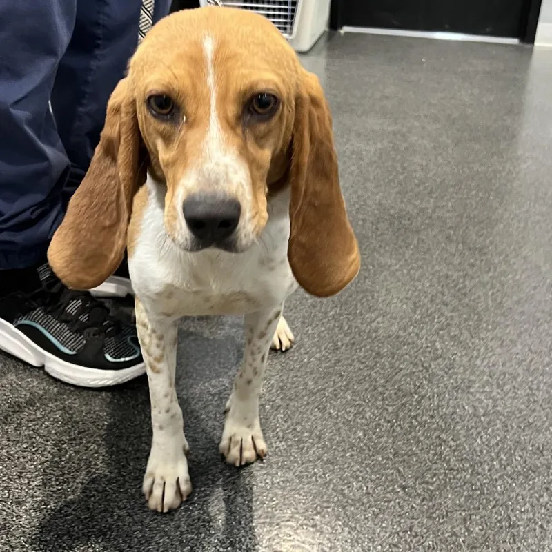 An adult medium-sized female Brown / Chocolate Beagle dog named Tina for adoption in Allentown, PA