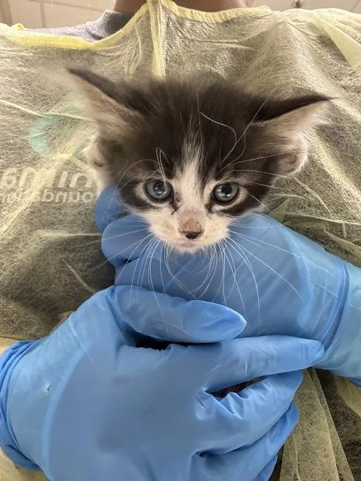 A baby small-sized male Domestic Medium Hair cat named Tree Sap for adoption in Las Vegas, NV