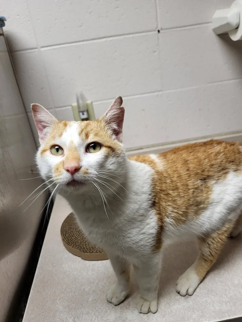 Tortilla Chip thumbnail 2