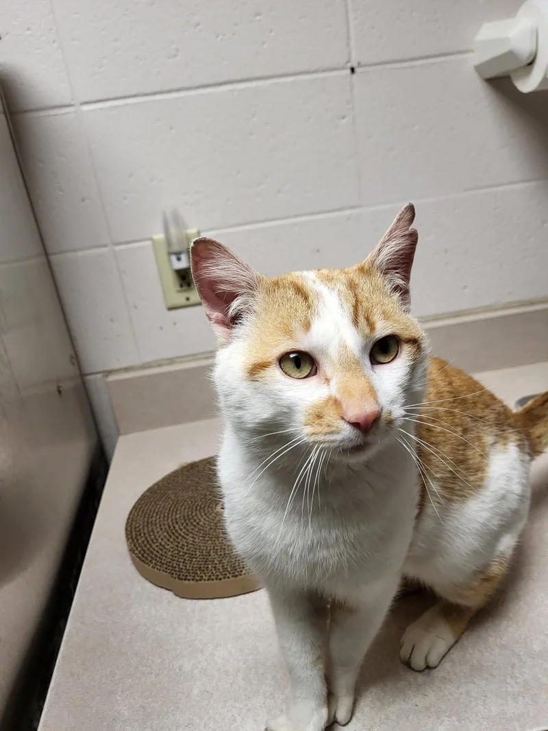 Tortilla Chip thumbnail 3