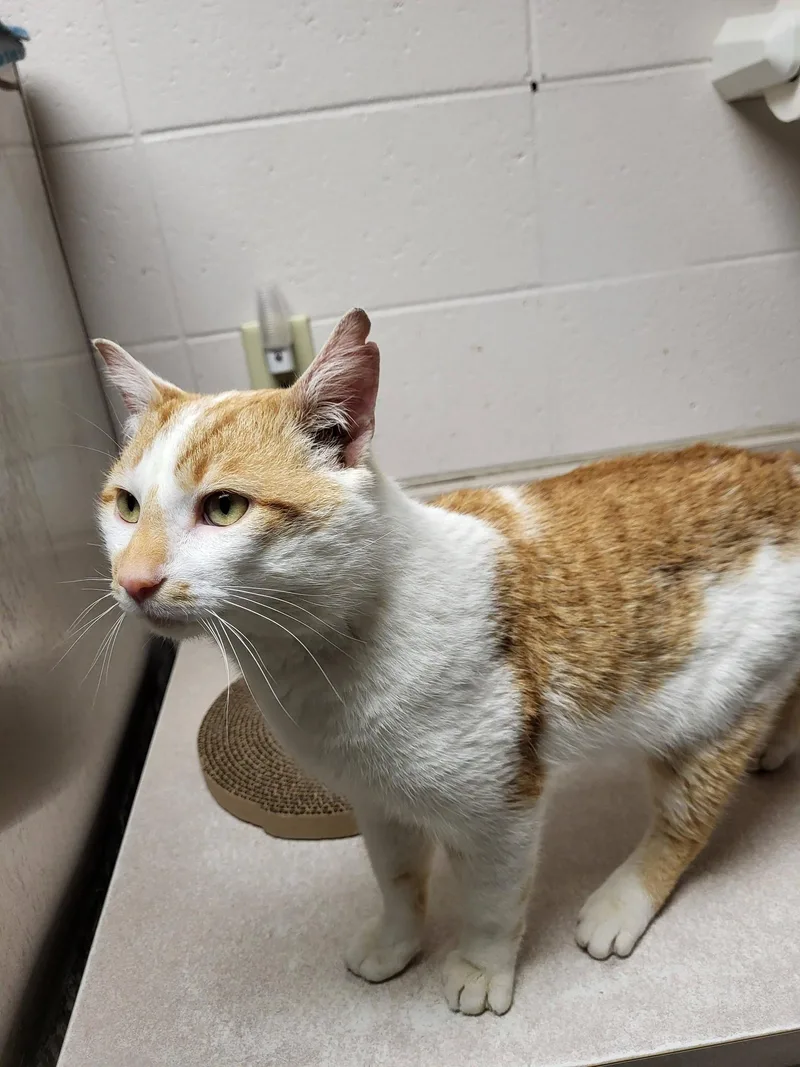 Tortilla Chip thumbnail 4