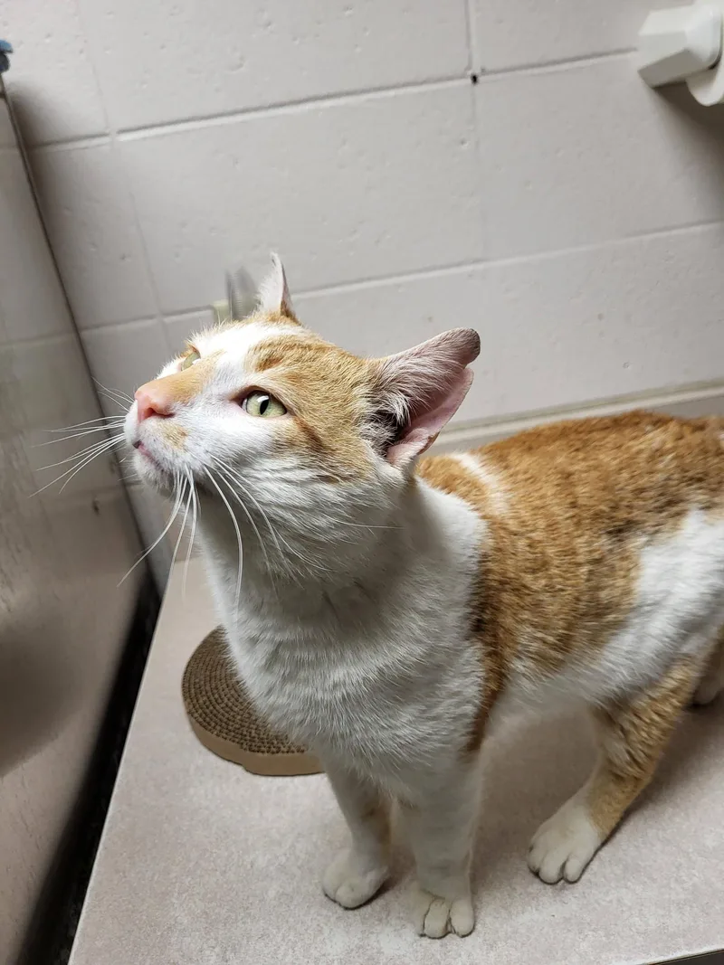 Tortilla Chip thumbnail 5