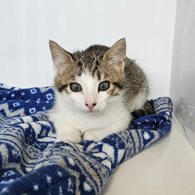 A baby small-sized male Brown / Chocolate Domestic Short Hair cat named Silas for adoption in Monroe, MI