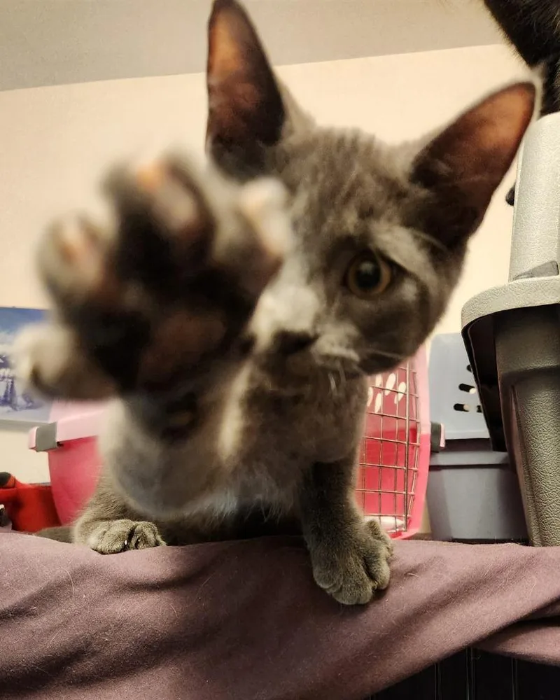 A baby small-sized male Domestic Short Hair cat named Benjamin for adoption in Brainardsville, NY